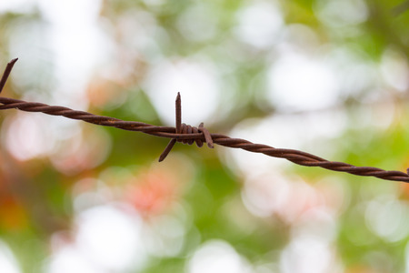 Barbed wire on background in the morningの写真素材