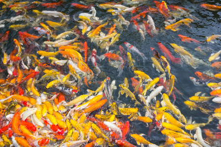Koi fish swimming aggressively at pondの写真素材