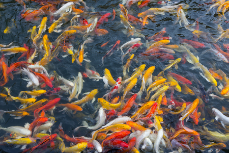 Koi fish swimming aggressively at pondの写真素材