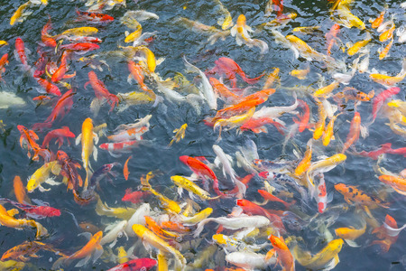 Koi fish swimming aggressively at pondの写真素材