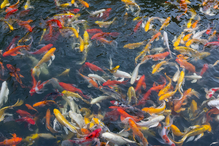 Koi fish swimming aggressively at pondの写真素材