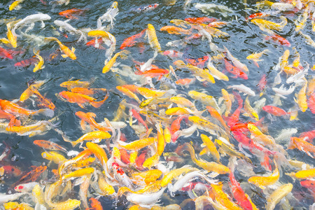 Koi fish swimming aggressively at pondの写真素材