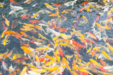 Koi fish swimming aggressively at pondの写真素材