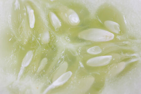 cucumber isolate on white backgroundの写真素材