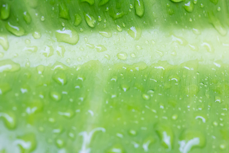 Green leaves with water drops in the morningの写真素材