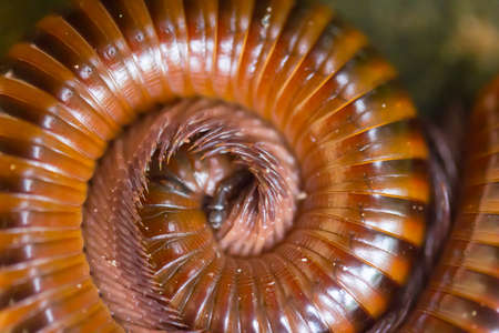 Millipedes are curled in the gardenの写真素材