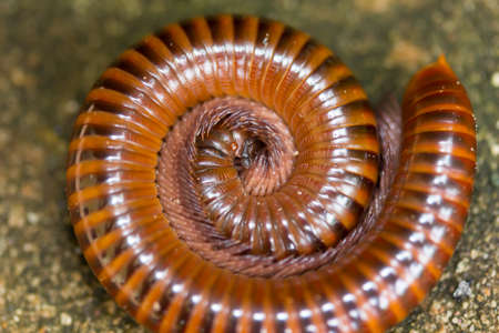 Millipedes are curled in the gardenの写真素材