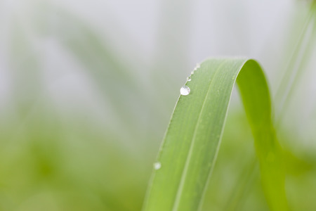 Dew drops on grass in the morningの写真素材
