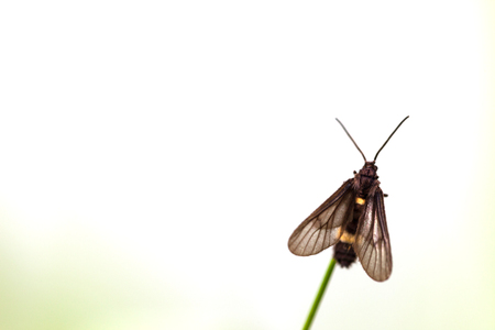 black butterfly  perched on leaf in the morningの写真素材
