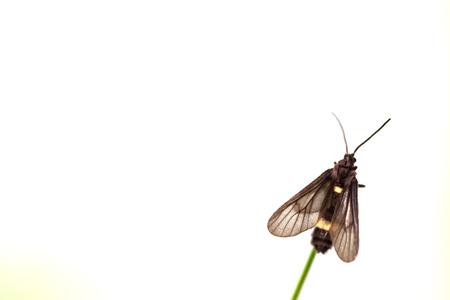black butterfly  perched on leaf in the morningの写真素材