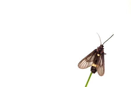 black butterfly  perched on leaf in the morningの写真素材