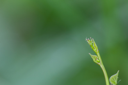 The treetop are budding  green leaves  on green backgroundの写真素材