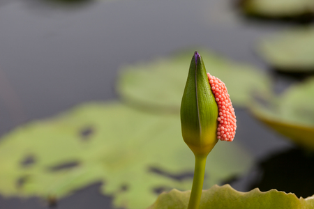 Violet Lotus with egg shells stick in the morningの写真素材