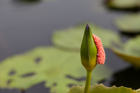 Violet Lotus with egg shells stick in the morningの写真素材