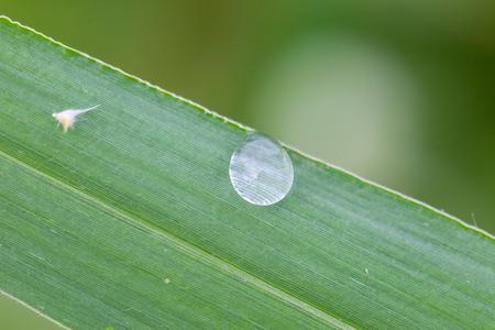 Dew drops on grass in the morningの写真素材