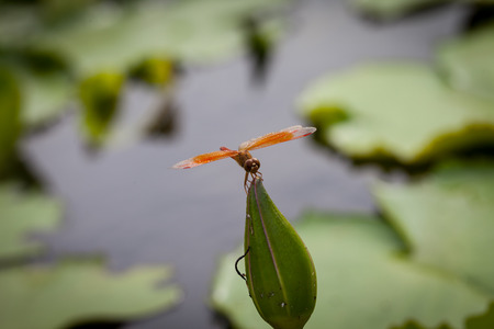 Lotus flower and dragonfly in morning timeの写真素材