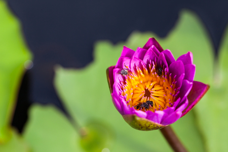 Lotus flower and bee in the park on morning timeの写真素材