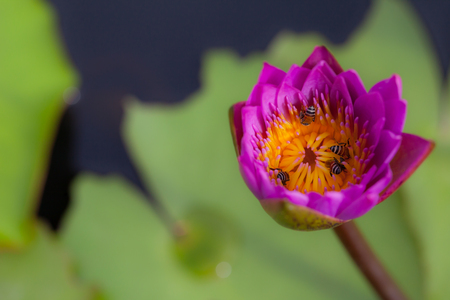 Lotus flower and bee in the park on morning timeの写真素材