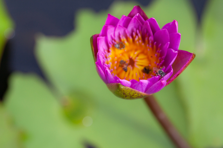 Lotus flower and bee in the park on morning timeの写真素材