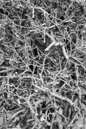 Dry shrubby clump tree in the morningの写真素材