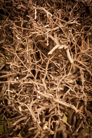 Dry shrubby clump tree in the morningの写真素材