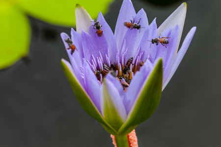 Lotus flower and bee in the park on morning timeの写真素材