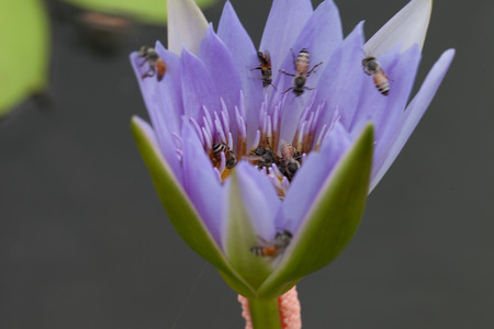 Lotus flower and bee in the park on morning timeの写真素材