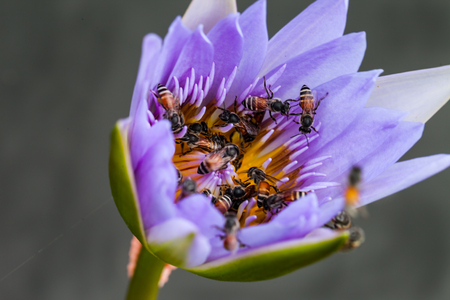 Lotus flower and bee in the park on morning timeの写真素材