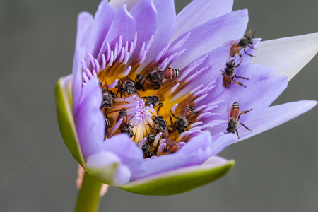 Lotus flower and bee in the park on morning timeの写真素材
