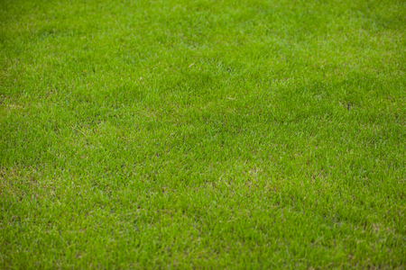 The grass in the lawn at sunriseの写真素材