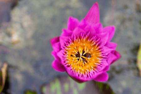 Lotus flower and bee in the park on morning timeの写真素材