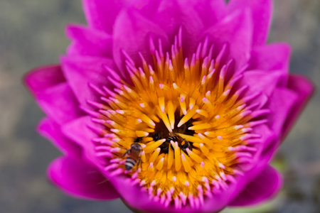 Lotus flower and bee in the park on morning timeの写真素材