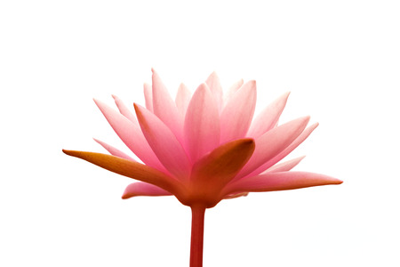 pink lotus flower in the morningの写真素材