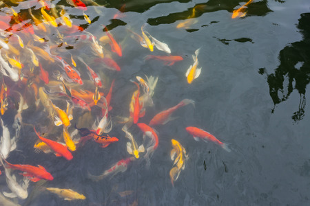 Koi in the  pond in the morning.の写真素材
