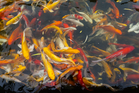 Koi in the  pond in the morning.の写真素材