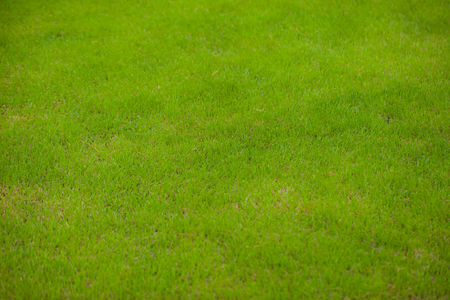 The grass in the lawn at sunriseの写真素材