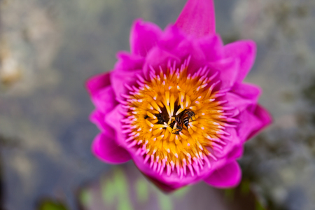 Lotus flower and bee in the park on morning timeの写真素材