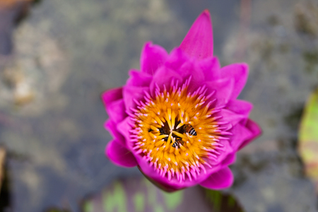 Lotus flower and bee in the park on morning timeの写真素材