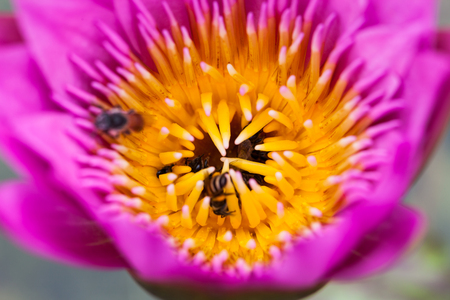 Lotus flower and bee in the park on morning timeの写真素材
