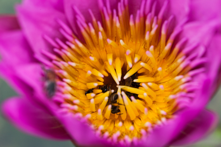 Lotus flower and bee in the park on morning timeの写真素材
