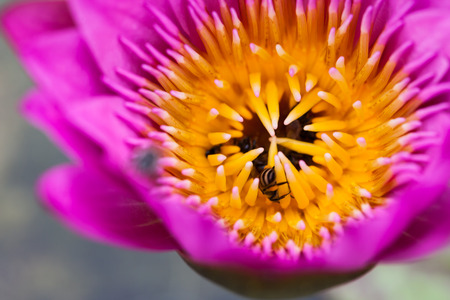 Lotus flower and bee in the park on morning timeの写真素材