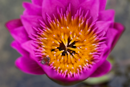 Lotus flower and bee in the park on morning timeの写真素材