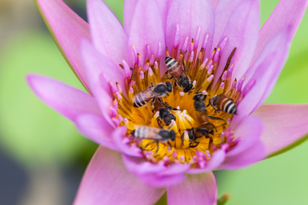 Lotus flower and bee in the park on morning timeの写真素材