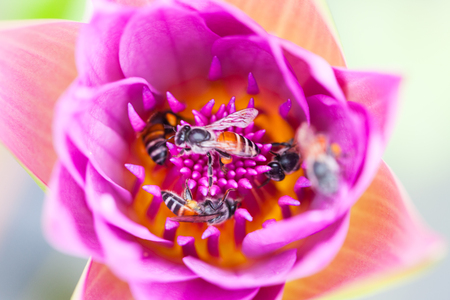 Lotus flower and bee in the park on morning timeの写真素材