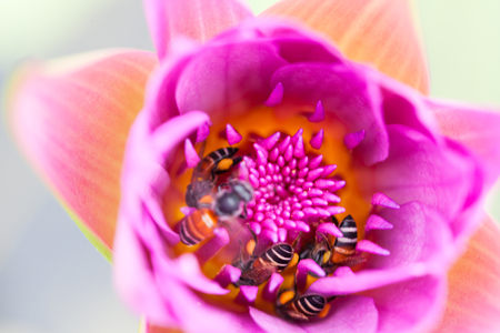 Lotus flower and bee in the park on morning timeの写真素材