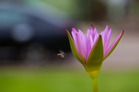 Lotus flower and bee in the park on morning timeの写真素材