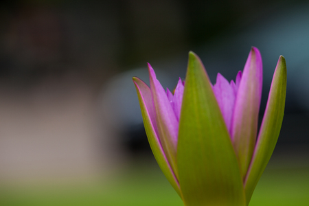 Lotus flower and bee in the park on morning timeの写真素材