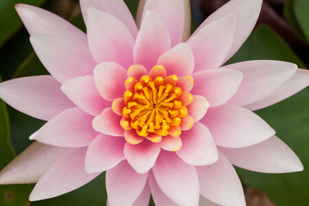 pink lotus flower in the morningの写真素材