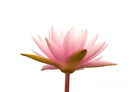 pink lotus flower in the morningの写真素材