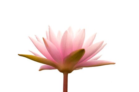 pink lotus flower in the morningの写真素材